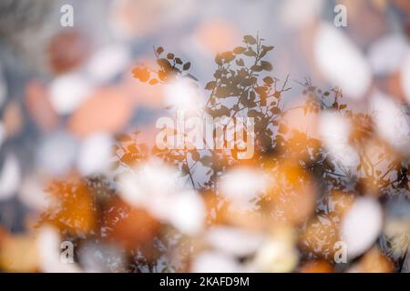 Silhouette di un albero riflessa in una pozza con foglie d'autunno arancioni. Autunno e autunno sfondo astratto Foto Stock