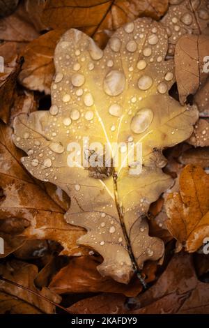 Piccola rana seduta in foglia d'autunno arancione con gocce d'acqua Foto Stock