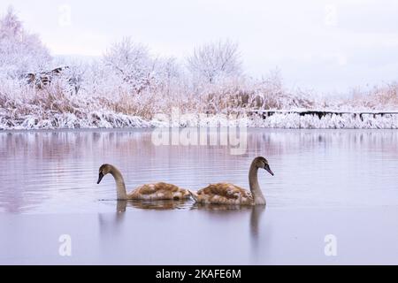 Coppia di giovani cigni piccoli pulcini grigi in acqua ghiacciata la mattina. Alberi ghiacciati sullo sfondo. Fotografia animale Foto Stock