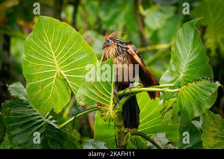 Hoatzin o hoactzin (Opistocomus hoazin) uccello tropicale in Opistocomiformes, trovato in paludi, foreste riparie, e mangrovie dell'Amazzonia e dell'O. Foto Stock