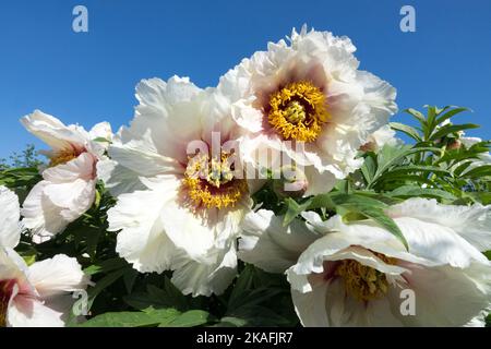 Tree Peony, 'Helene Martin', Fiori, Peonia, Blooming, ornamentale, ibrido Peonies Lutea Foto Stock