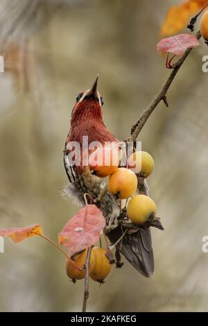 Un primo piano verticale di adorabile sapsucker rosso-breasted appollaiato su un ramo con frutti di Persimmon Foto Stock