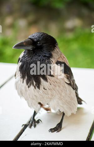Piccolo uccello corvo siede su un tavolo di legno vicino alla gente. Animali selvatici vicini all'uomo Foto Stock