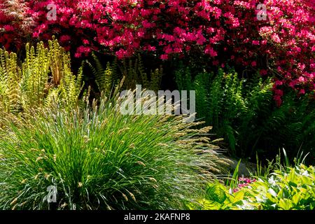 Paesaggio giardino di primavera, rododendro rosso fioritura arbusto, un ciuffo di erba e felci Foto Stock