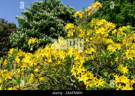 Fioritura del Rhododendron giallo, primavera, tempo soleggiato arbusto fiorito Foto Stock