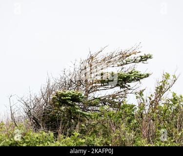 Un albero di abete rosso deformato, tuckamore, causato da forti venti oceanici sono una vista comune nella costa Terranova e Labrador, Canada. Foto Stock