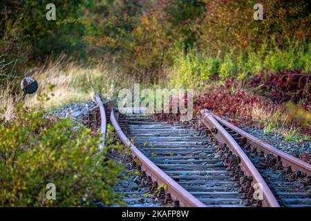 Bresewitz, Germania. 16th Ott 2022. Le tracce dell'ex Darßbahn tra Barth e Prerow sono stravolte dalla natura dietro la stazione di Bresewitz. Il governo dello stato del Meclemburgo-Pomerania occidentale sta progettando di ricostruire la linea ferroviaria di Darßbahn. I Darßbahn erano stati messi in funzione nel 1910, dopo la seconda guerra mondiale le piste furono smantellate come riparazioni. Quando sarà riaperta, la linea ferroviaria di quasi 50 chilometri si diramerà da Velgast attraverso Barth - questa parte della linea è già in funzione oggi - fino alla penisola di Zingst e fino a Pr Credit: dpa/Alamy Live News Foto Stock