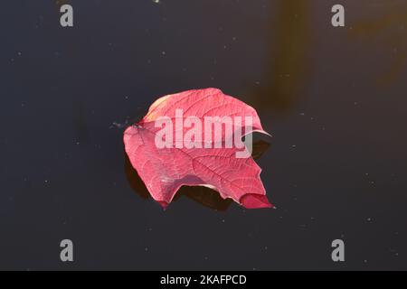 Foglia rossa caduta sulla superficie di acqua. Foto Stock