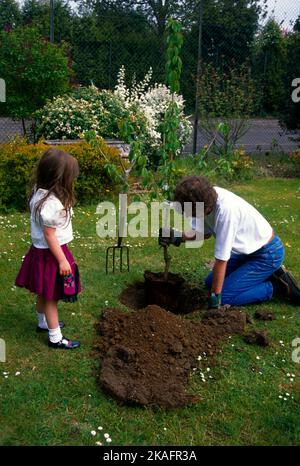 Giovane ragazza che pianta l'albero di ciliegia con il padre nel Surrey del giardino Inghilterra Foto Stock