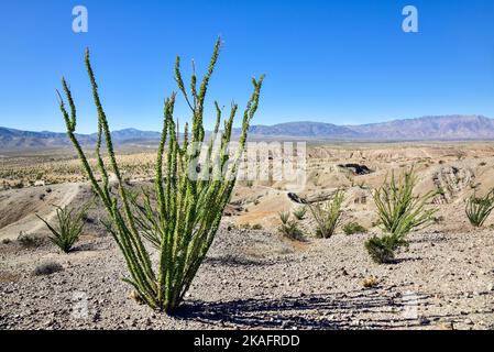 Ocotillo (Fouquieria splendens) a Borrego Springs, California, nel deserto di Anza-Borrego. Foto Stock