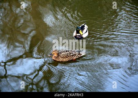 Maschi e femmine Mallard Ducks Nuoto in navigazione fluviale Wey surrey inghilterra Foto Stock