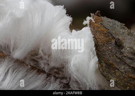 ghiaccio dei capelli su legno Foto Stock