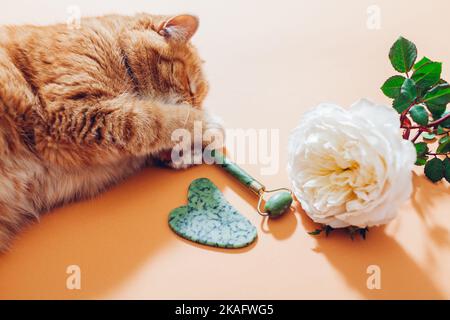 Jade Roller e pietra gua sha per massaggio viso con rosa. Zenzero gatto giocare con set di strumenti di bellezza. PET divertirsi Foto Stock