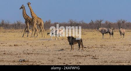 Caccia di leoni alla buca d'acqua nel Parco Nazionale di Etosha, Namibia Foto Stock