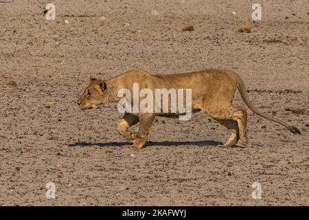 Caccia di leoni alla buca d'acqua nel Parco Nazionale di Etosha, Namibia Foto Stock