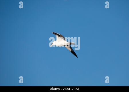 Un gabbiano fatturato ad anello in volo su un cielo blu chiaro con ali sparse e spazio di copia. Vista sul fiume Mississippi in un giorno autunnale in Iowa. Foto Stock