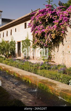 Piante miste di confine e Bougainville - Bougainvillea fiori nel cortile giardino Generalife sul palazzo Alhambra, Granada, Spagna. Foto Stock