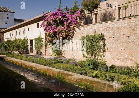 Piante miste di confine e Bougainville - Bougainvillea fiori nel cortile giardino Generalife sul palazzo Alhambra, Granada, Spagna. Foto Stock