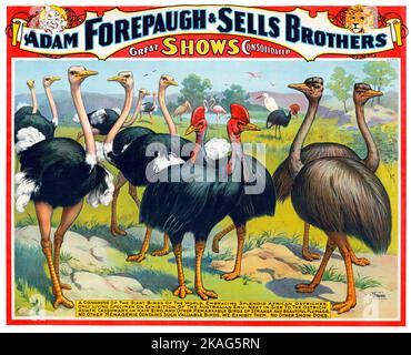 Poster del Circus che mostra struzzi e altri grandi uccelli - Adam Forepaugh & vende Fratelli grandi spettacoli consolidati - Un congresso degli uccelli giganti del mondo, 1898 Foto Stock