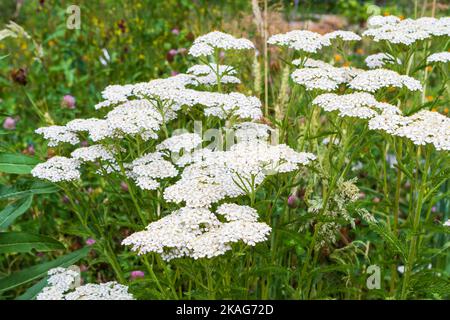 Fiori di freccia bianca (Achillea millefolium) fioriscono in un prato del nord-ovest del Pacifico in una giornata di sole in estate. Foto Stock