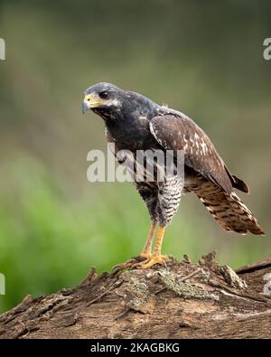 Il falco nero di Mangrove può essere trovato in tutta la costa pacifica della Costa Rica. È un abitante comune delle spiagge e delle zone di mangrovie. Giovani in foto Foto Stock