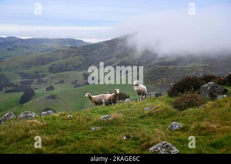 Pecore shawn Corriedale di recente sulla cima della collina sopra il porto di Akaroa, Nuova Zelanda. Foto Stock