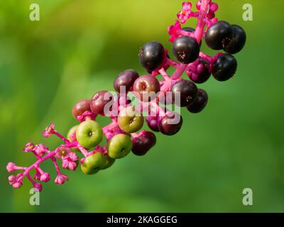 Bacche di pokeweed americane. Una delle piante più tossiche in Nord America, anche se gli uccelli sono inalterati e mangiare le bacche. Foto Stock