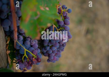 Uve Sangiovese in Toscana Foto Stock