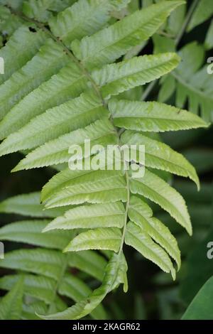 Felce verde con fondo naturale. Indonesiano lo chiama pakis e lo usa come cibo Foto Stock