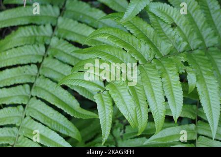 Felce verde con fondo naturale. Indonesiano lo chiama pakis e lo usa come cibo Foto Stock