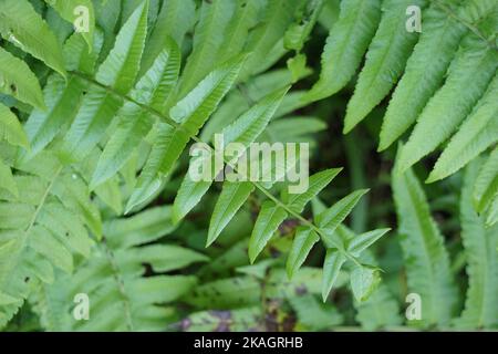 Felce verde con fondo naturale. Indonesiano lo chiama pakis e lo usa come cibo Foto Stock