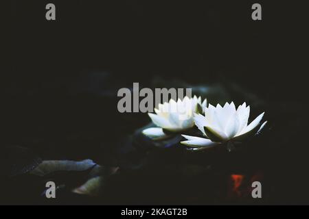 Bellissimo loto bianco e ninfee in piena fioritura sulla riva del lago Foto Stock