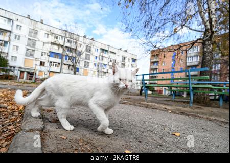 Non esclusivo: STEPNOHIRSK, UCRAINA - 2 NOVEMBRE 2022 - Un gatto bianco è visto sulla strada a Stepnohirsk situato vicino alla linea anteriore, Zaporizhzh Foto Stock