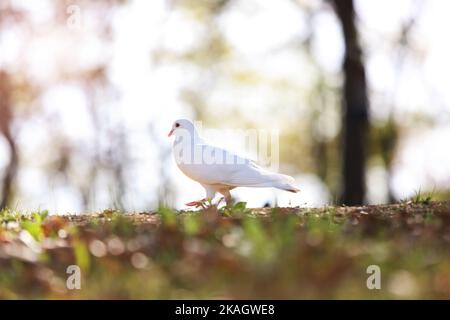 Bella colomba bianca che simboleggia speranza, pace e libertà e sfondo luminoso in un parco forestale Foto Stock