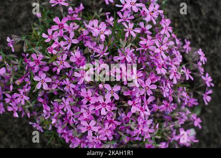 Pianta phlox a forma di punteruolo. Un sacco di fiori rosa. Sfondo natura estate Foto Stock