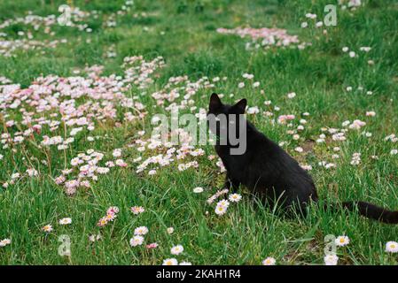 Bel gatto nero con occhi verdi siede su un prato, passeggiate all'aria aperta Foto Stock