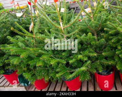 Pot Nordman cresciuto o Caucasian abeti Abies Nordmannia in un garden center per la vendita a Natale Foto Stock