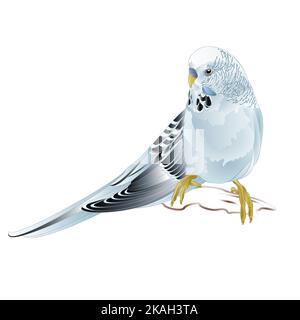 Budgerigar, animale domestico parakeet blu o budgie o animale domestico parakeet della shell su uno sfondo bianco vintage vettoriale illustrazione modificabile mano disegna Illustrazione Vettoriale