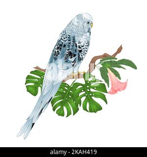 Budgerigar, parakeet animale blu o parakeet guscio o animale domestico budgie con philodendron e Brugmansia su uno sfondo bianco vintage vettoriale illustrazione Illustrazione Vettoriale