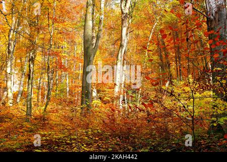 Alberi nei colori autunnali, Valle Szalajka, Parco Nazionale Bukk, Monti Bukk, Ungheria Foto Stock