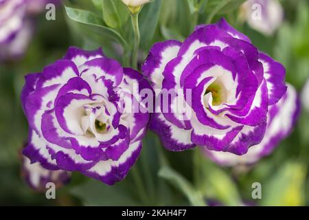 Primo piano di fiori di Lisianthus o piante di Eustoma fioriscono nel giardino fiorito Foto Stock