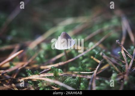 un piccolo fungo filigrana sul pavimento della foresta in luce soffusa. Macro scattata dalla natura Foto Stock