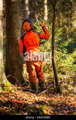 Neuoetting,Germania- 27 ottobre 2022:Un logger controlla la direzione in cui un albero cadrà dopo essere stato tagliato. Foto Stock