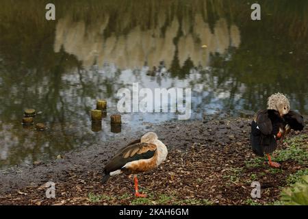 Londra, Regno Unito. 31st Ott 2022. Questa foto scattata il 31 ottobre 2022 mostra una vista del London Wetland Center a Londra, Gran Bretagna. Credit: Tim Ireland/Xinhua/Alamy Live News Foto Stock