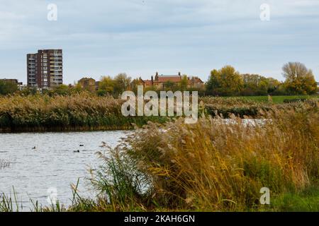 Londra, Regno Unito. 31st Ott 2022. Questa foto scattata il 31 ottobre 2022 mostra una vista del London Wetland Center a Londra, Gran Bretagna. Credit: Tim Ireland/Xinhua/Alamy Live News Foto Stock