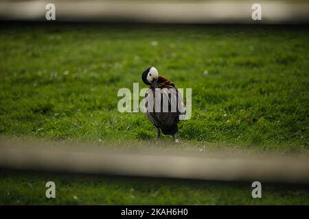 Londra, Regno Unito. 31st Ott 2022. Questa foto scattata il 31 ottobre 2022 mostra una vista del London Wetland Center a Londra, Gran Bretagna. Credit: Tim Ireland/Xinhua/Alamy Live News Foto Stock