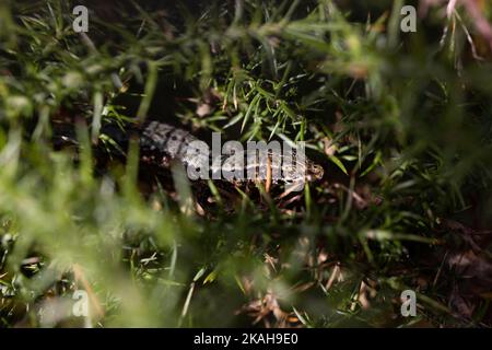 lucertola mimetizata su una pianta verde che osserva la macchina fotografica. fotografia macro. fauna selvatica. Spazio di copia. Foto Stock