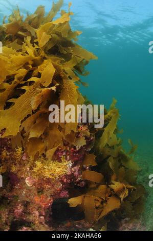 Ripida roccia coperta da kelp marrone che si allunga dal mare alla superficie. Location: Italy Foto Stock