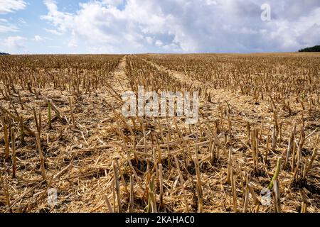 Campo raccolto nelle montagne Taunus Foto Stock