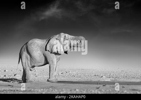 Belle arti, foto in bianco e nero di un elefante africano su sfondo scuro, in piedi sulla riva dello sgabello, tronco rischiato, acqua potabile. Na Foto Stock